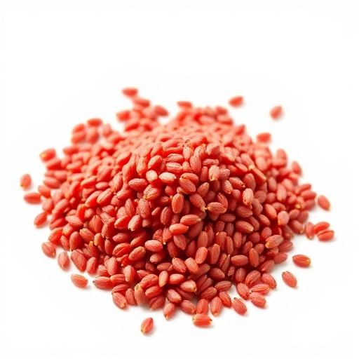 优质高粱