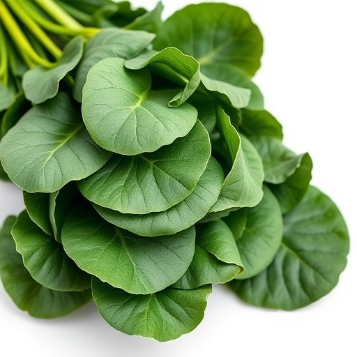 有机菠菜